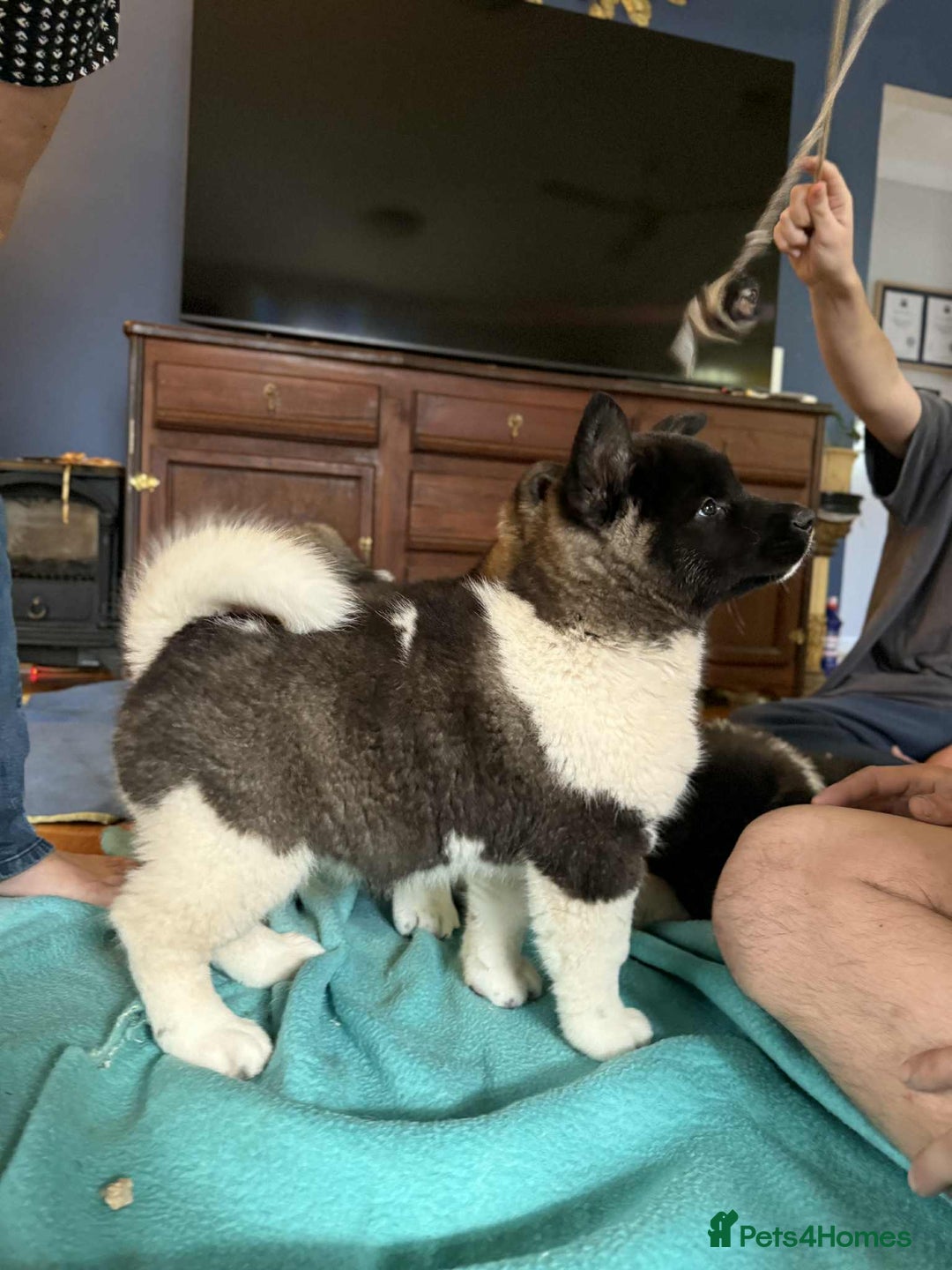 Akita dogs for sale: Adorable Pure-Bred Akita Puppies - Advert 2