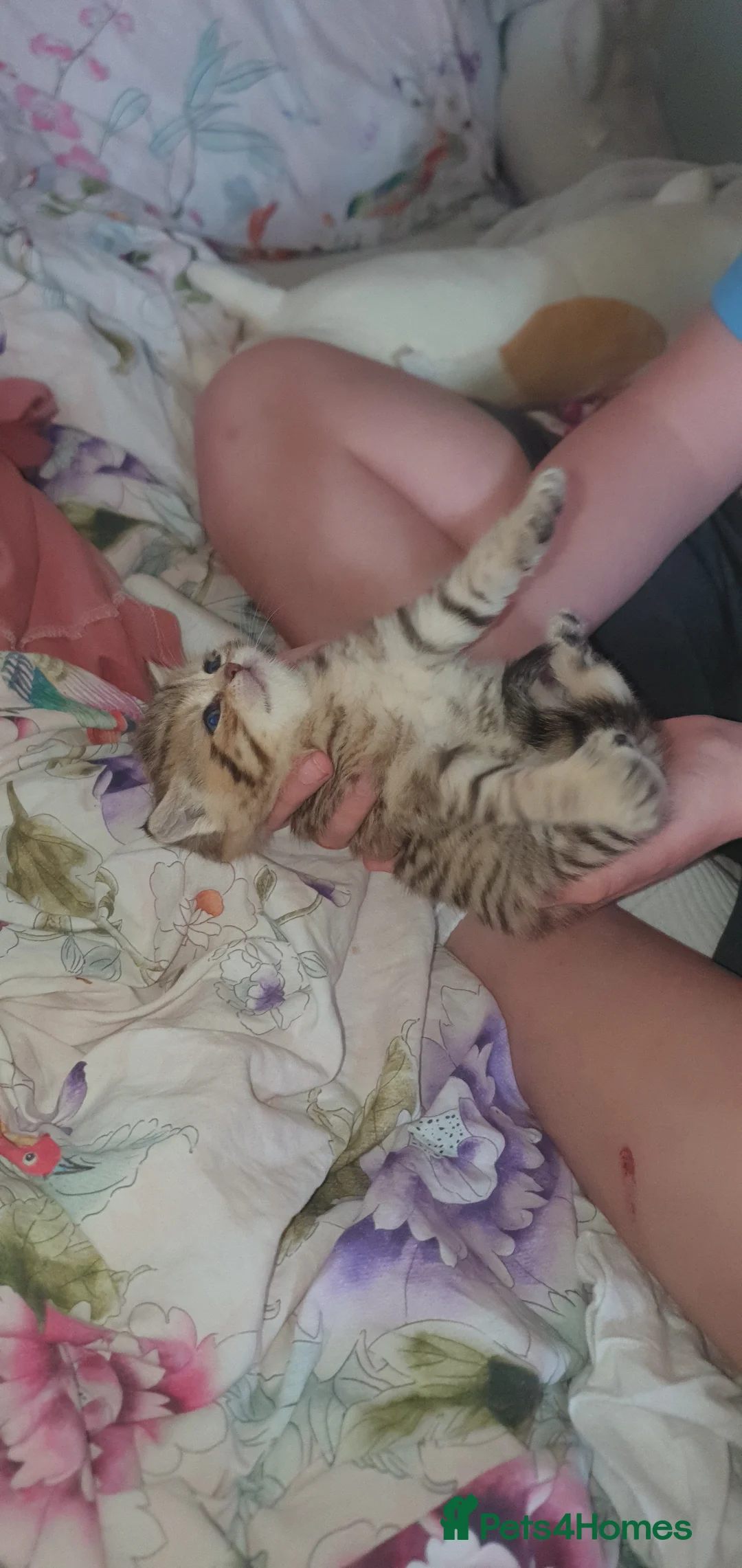 British Shorthair cats for sale: British Shorthair Black Golden Spotted Tabby 🐱🐱 - Advert 2