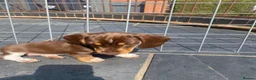 Miniature Dachshund dogs for sale: STUNNING Mini Dachs 🩶 🤎 - Advert 3