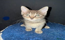 Mixed Breed cats for sale: 5 baby’s ready for there forever homes  - Image 12