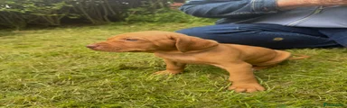 Hungarian Vizsla Puppy - pink