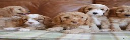 Cavapoo dogs for sale: Stunning Health Tested F1b Miniature Cavapoos - Advert 5