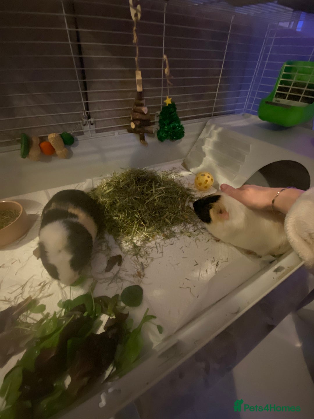 Guinea Pig rodents for sale: Friendly Guinea pigs with cage  - Advert 4