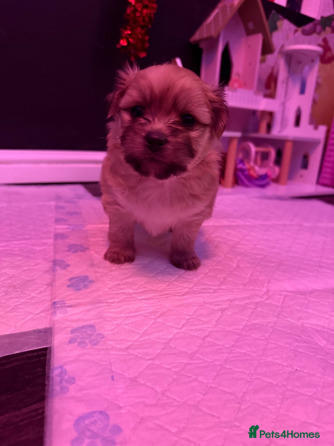Mixed Breed dogs for sale: Beautiful pups for sale!  - Advert 2