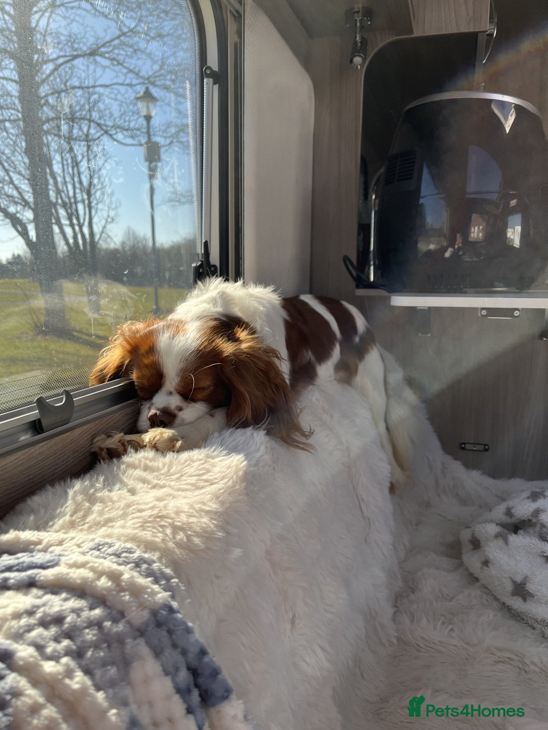 Cavalier King Charles Spaniel dogs for stud: Chocolate KC Health Tested Blenheim Stud - Advert 14