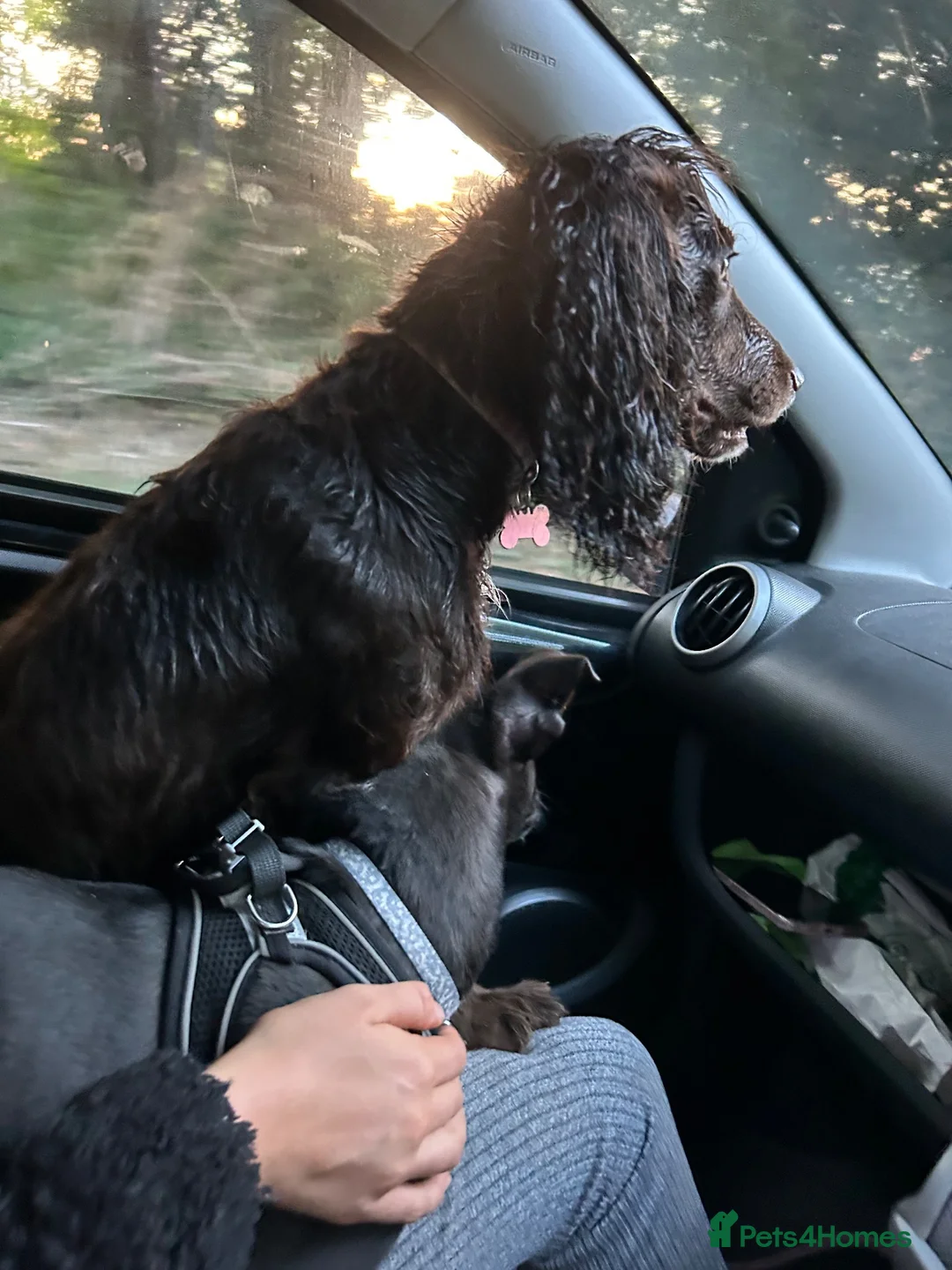 Cocker Spaniel dogs for sale: Nellie cocker spaniel 1 year old  in Stanley - Advert 7