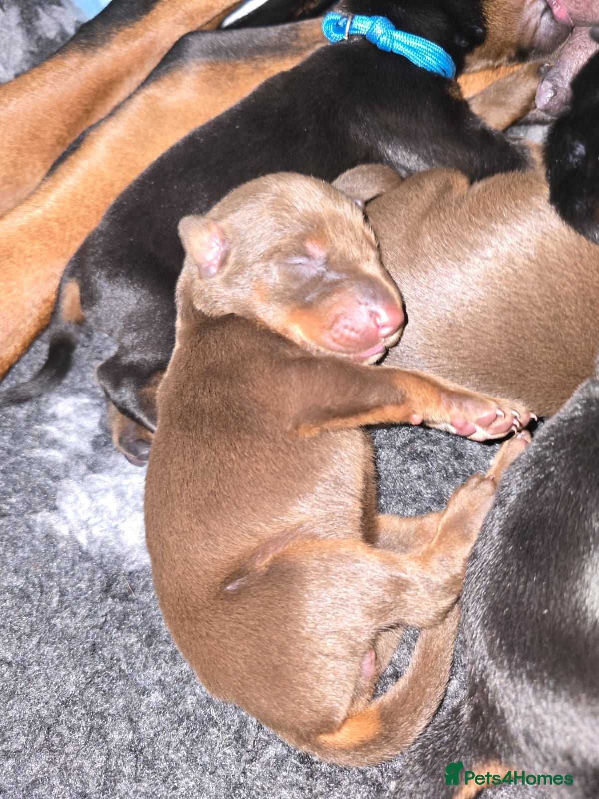 Dobermann dogs HEALTH TESTED, HOME REARED, STUNNING DOBERMAN PUPS - Advert 3