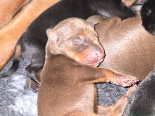 Dobermann dogs HEALTH TESTED, HOME REARED, STUNNING DOBERMAN PUPS - Advert 3
