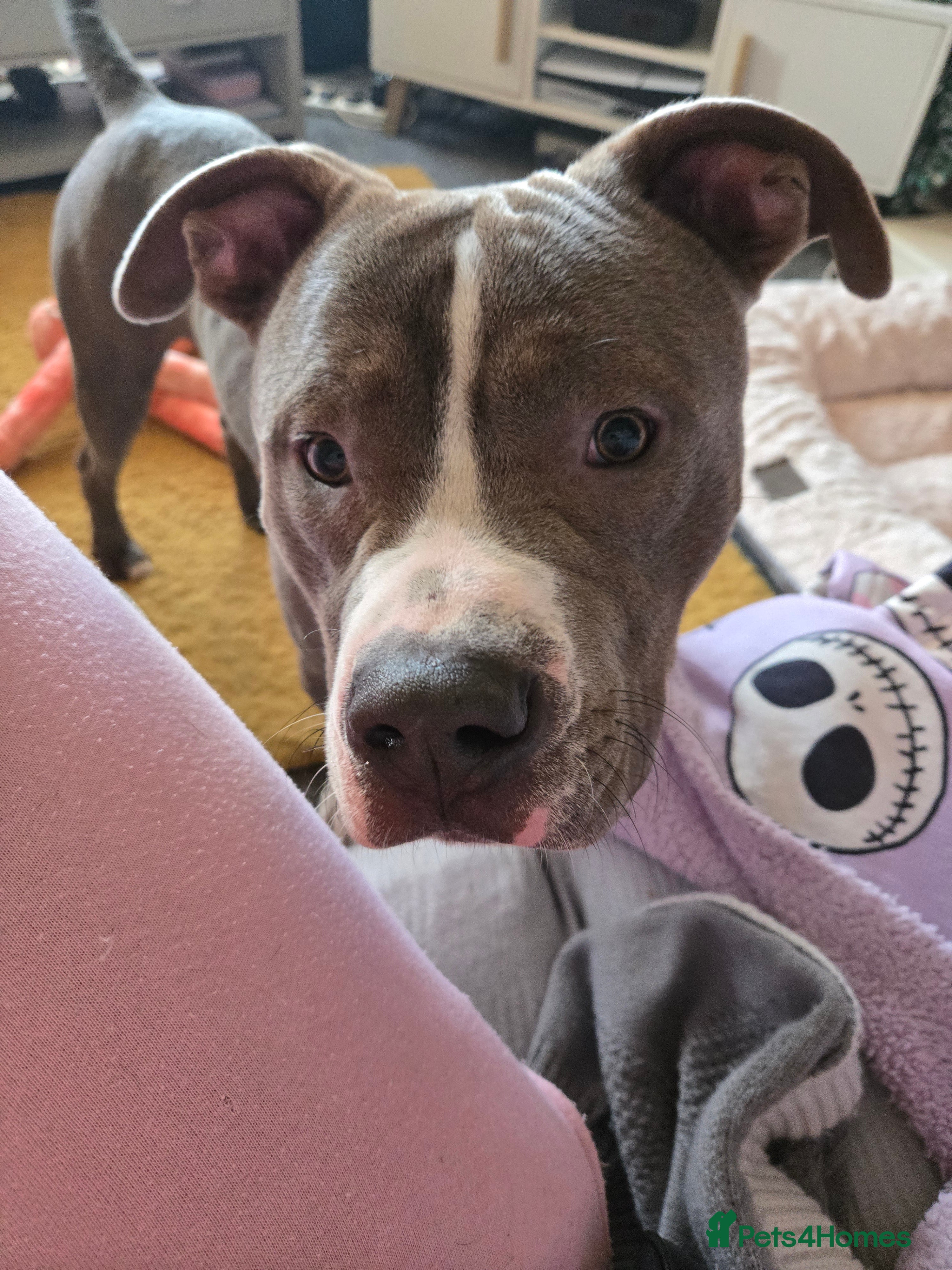 Mixed Breed dogs Staffy cross  - Advert 1