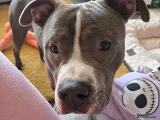 Mixed Breed dogs Staffy cross - Advert 1