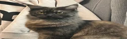 Maine Coon cats for sale: Maine on kittens in Middlewich - Advert 1