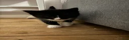 Mixed Breed cats for sale: Kittens  - Advert 2