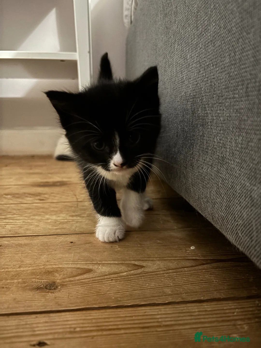 Mixed Breed cats for sale: Kittens  - Advert 2