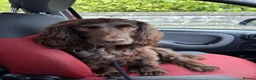 Cocker Spaniel dogs for adoption: CORRIE Foster-to-Adopt Cornwall/Devon/SomersetBord - Advert 3