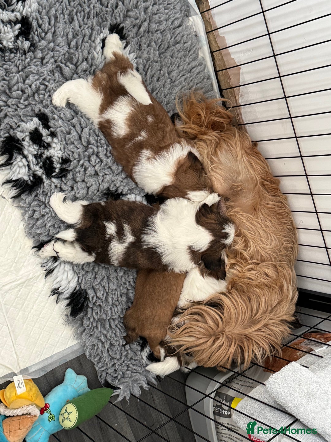 Shih Tzu dogs for sale: Beautiful Shih Tzu puppies  - Image 2