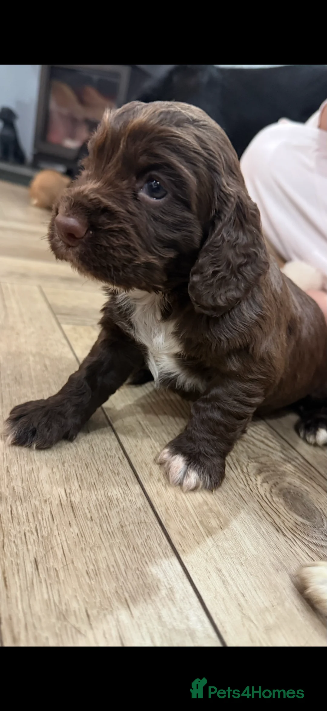 Cocker Spaniel dogs for sale: Cocker Spaniel Puppies - Advert 3
