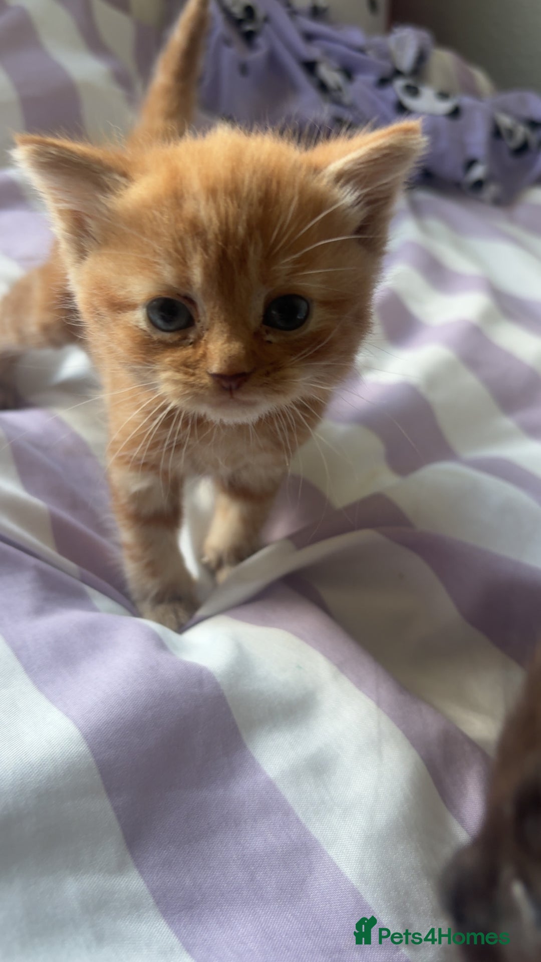 Mixed Breed cats for sale: 2 male kittens long hair  - Image 2