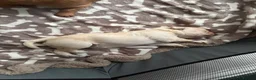 Mixed Breed dogs for sale: Bordoodle x Labrador Puppies  - Advert 9