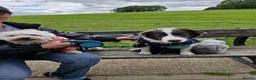 Border Collie dogs for sale: Border collie male - Advert 1