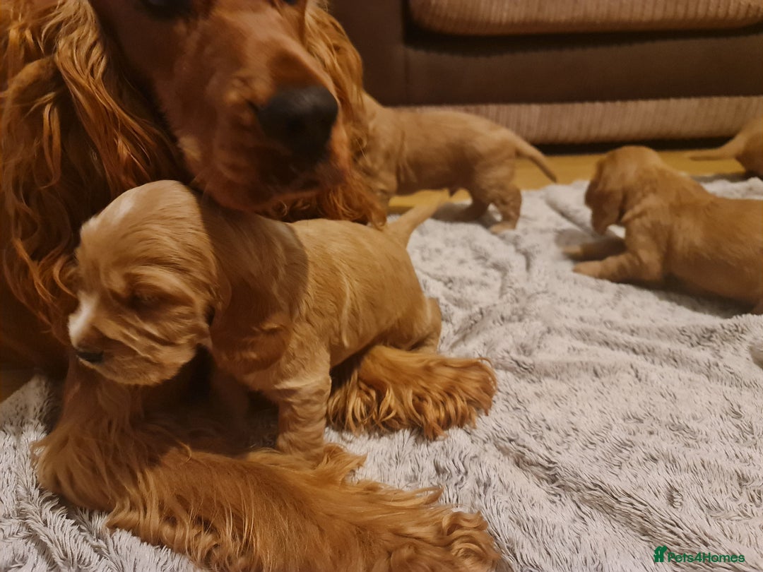 Cocker Spaniel dogs for sale: Golden Cocker Spaniel puppies (boy available) - Advert 19