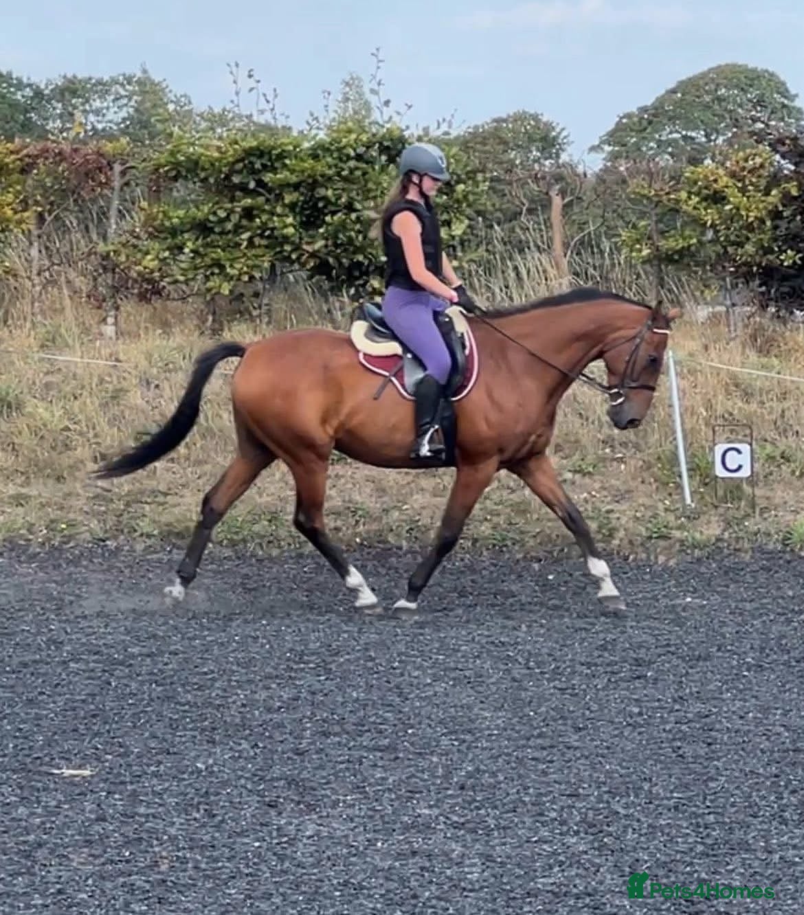 Irish Sports horses Stunning 16h2 13 year old ISH gelding  - Advert 14