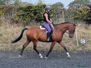 Irish Sports horses for sale: Stunning 16h2 13 year old ISH gelding - Advert 1