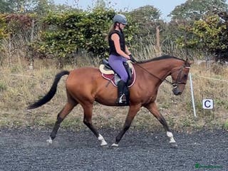 Irish Sports horses Stunning 16h2 13 year old ISH gelding - Advert 4