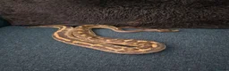 Python Snake reptiles for sale: Various Royal Pythons - Advert 1