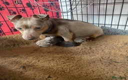 Jack Russell dogs for sale: jack russell Girl puppy for sale  - Image 3