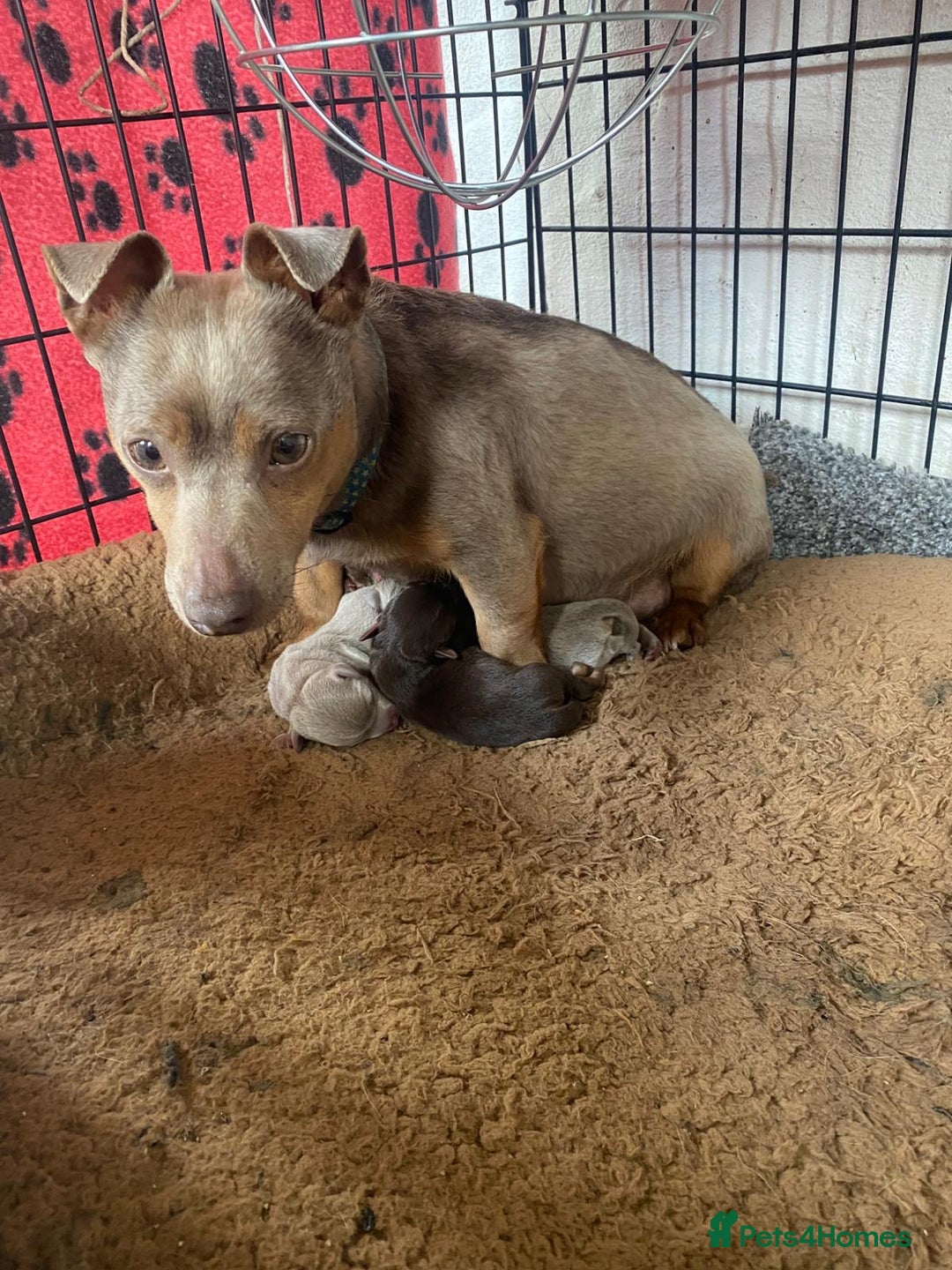 Jack Russell dogs for sale: jack russell Girl puppy for sale  - Image 3