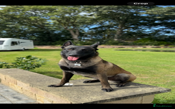 Belgian Shepherd Dog dogs for stud: Belgian Malinois Stud Male FCI - Image 2