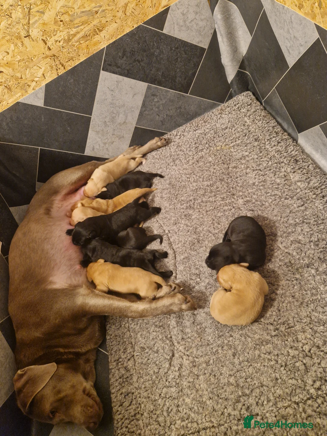 Labrador Retriever dogs for sale: Labrador puppies  - Advert 5