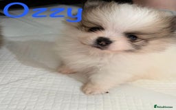 Pomeranian dogs for sale: Stunning litter of Pomeranian's  - Advert 5