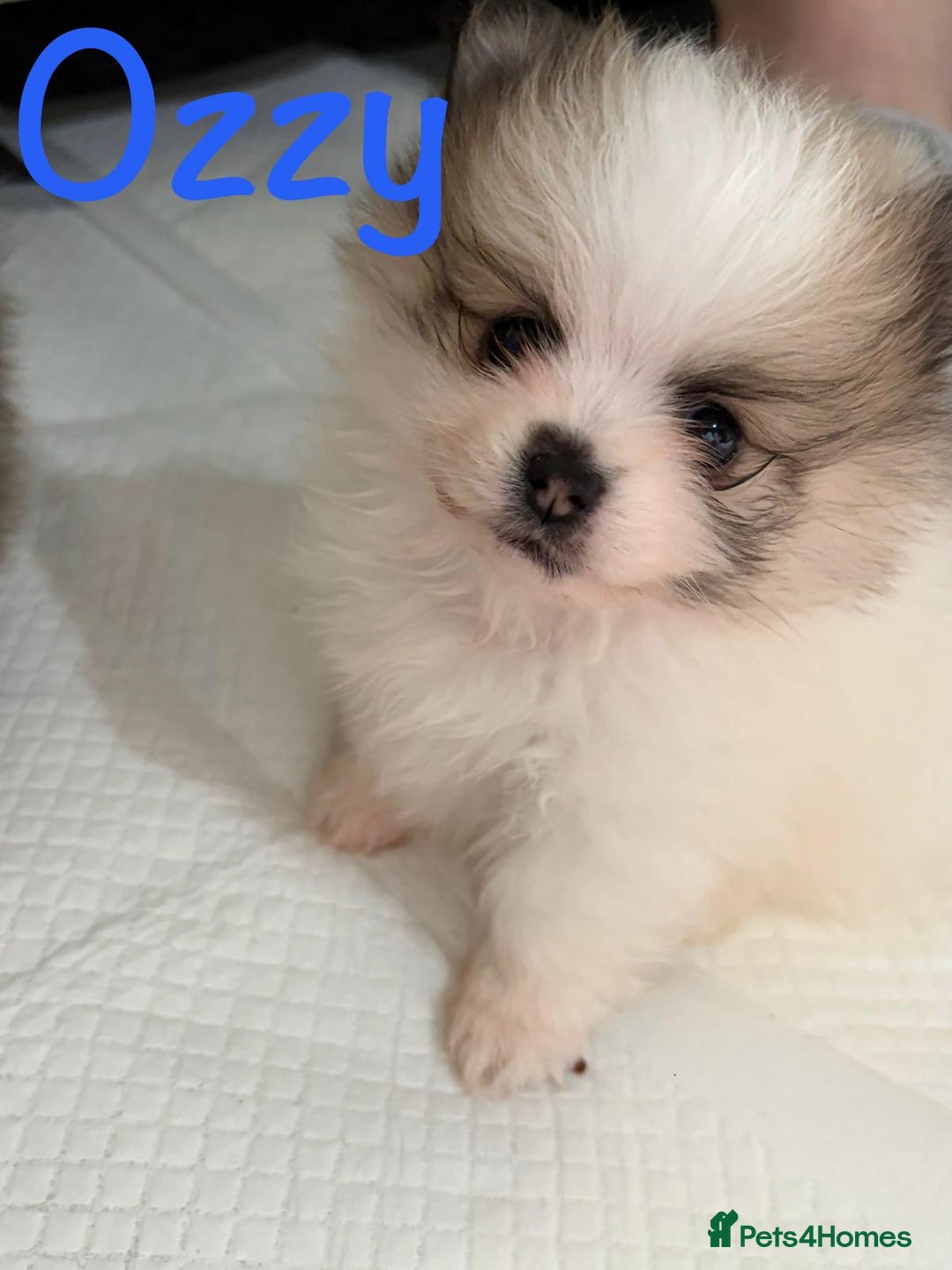 Pomeranian dogs for sale: Stunning litter of Pomeranian's  - Advert 5