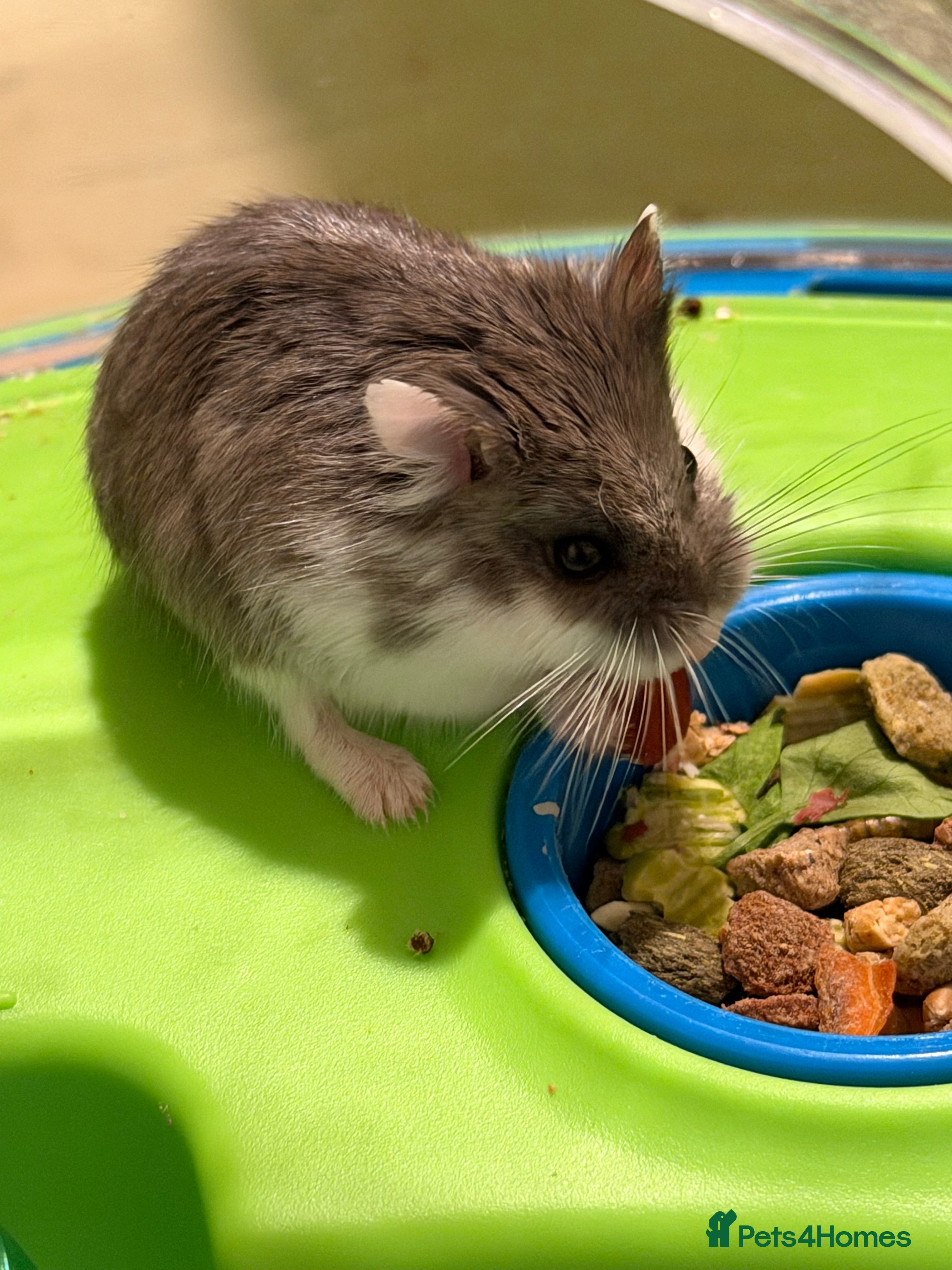 Hamster rodents Male roborovski dwarf hamster with cage - Advert 13