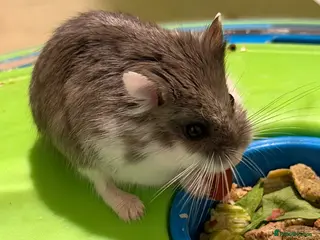 Hamster rodents Male roborovski dwarf hamster with cage - Advert 13