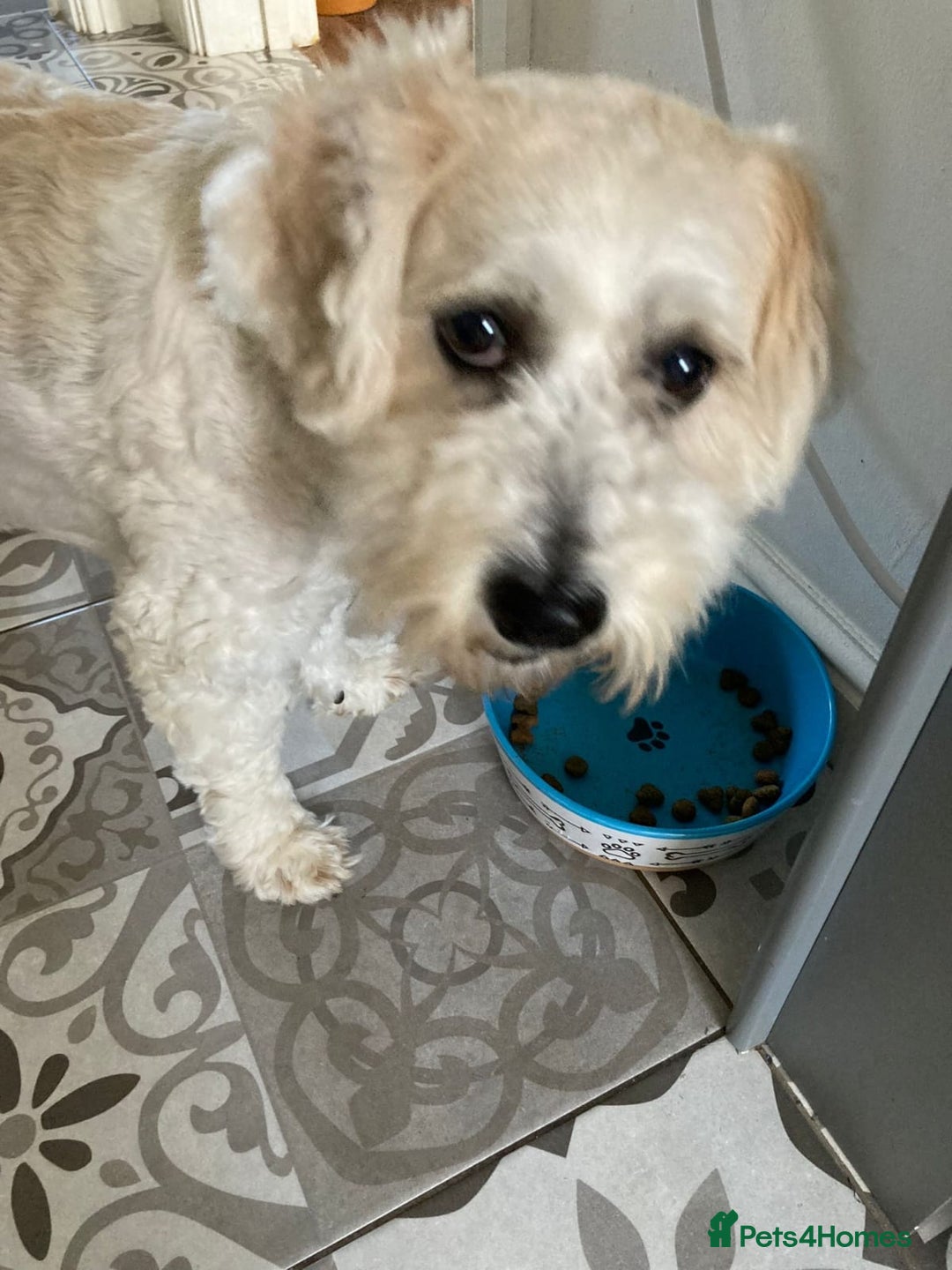 Shichon dogs for sale: Dog for rehome - Advert 4