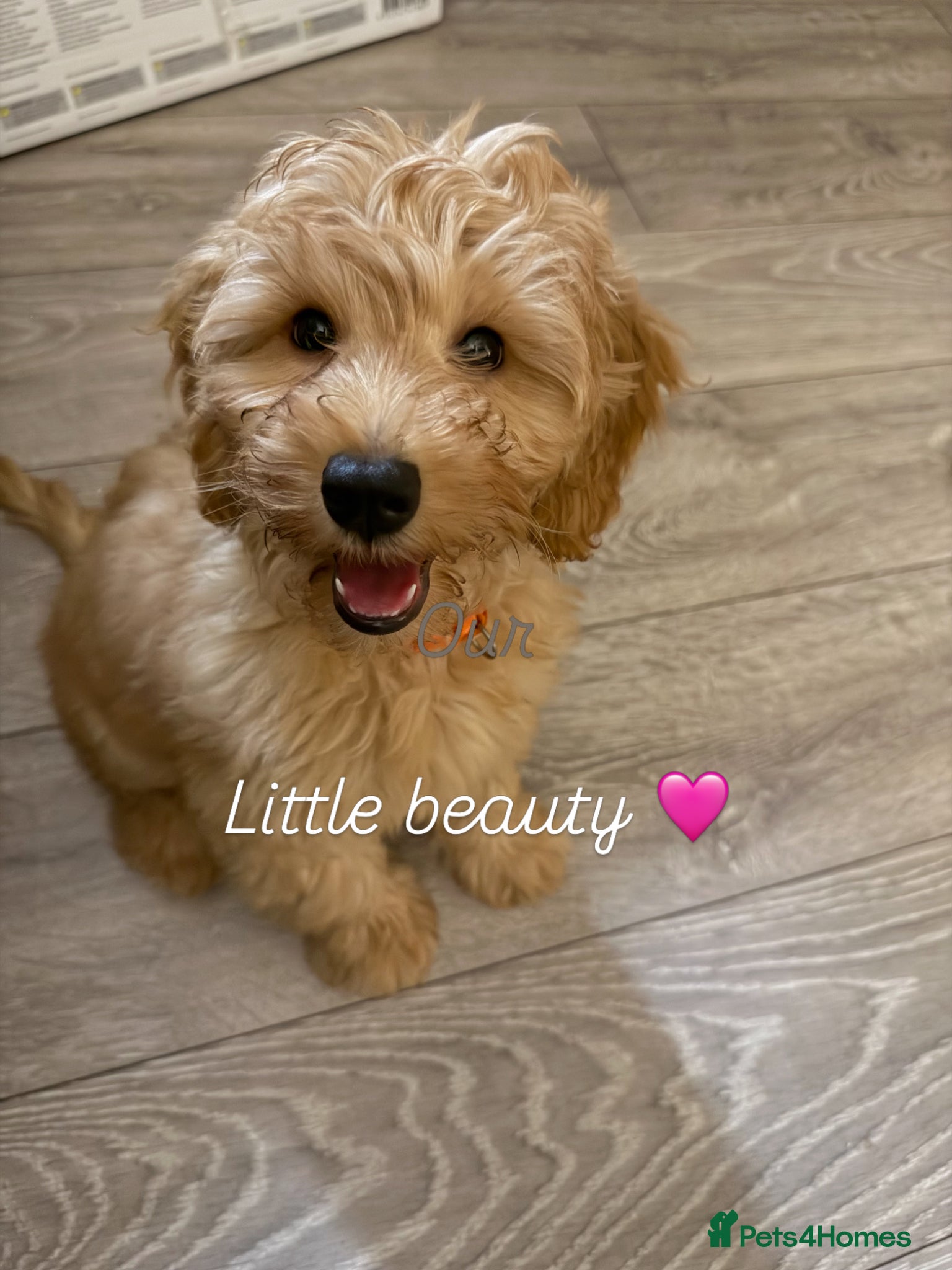 Australian Labradoodle dogs 1 Beautiful Girl still Available - Advert 6
