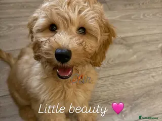 Australian Labradoodle dogs 1 Beautiful Girl still Available - Advert 4