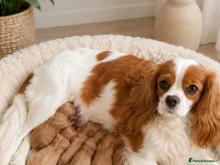 Cavapoo dogs Excessively dna health tested Cavapoo pups - Advert 1