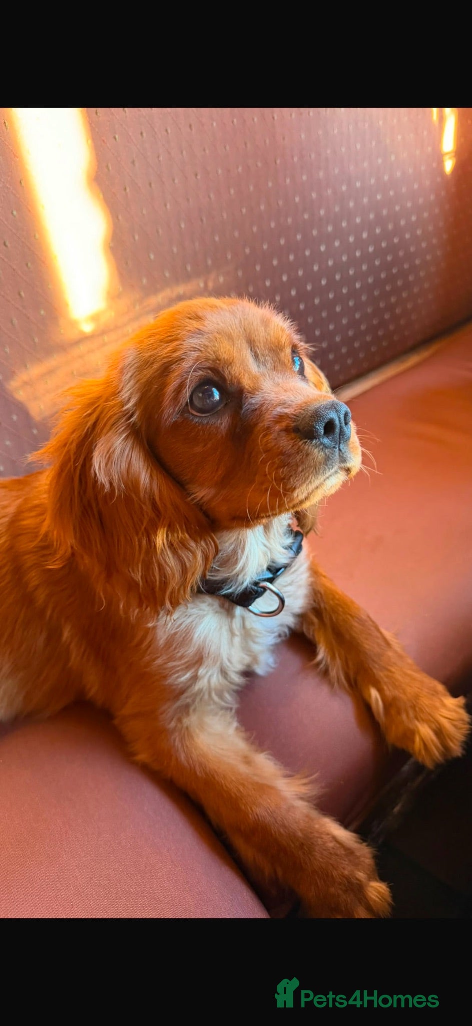 Cavalier King Charles Spaniel dogs Extensively Health Tested Cavilier King Charles  - Advert 2