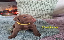 Labrador Retriever dogs for sale: Bundle of Chocolate Joy- Labrador Retrive Puppies - Image 3
