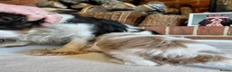 Cavalier King Charles Spaniel dogs for sale: KC. C.K.C.S from Champion Show Lines - Advert 21
