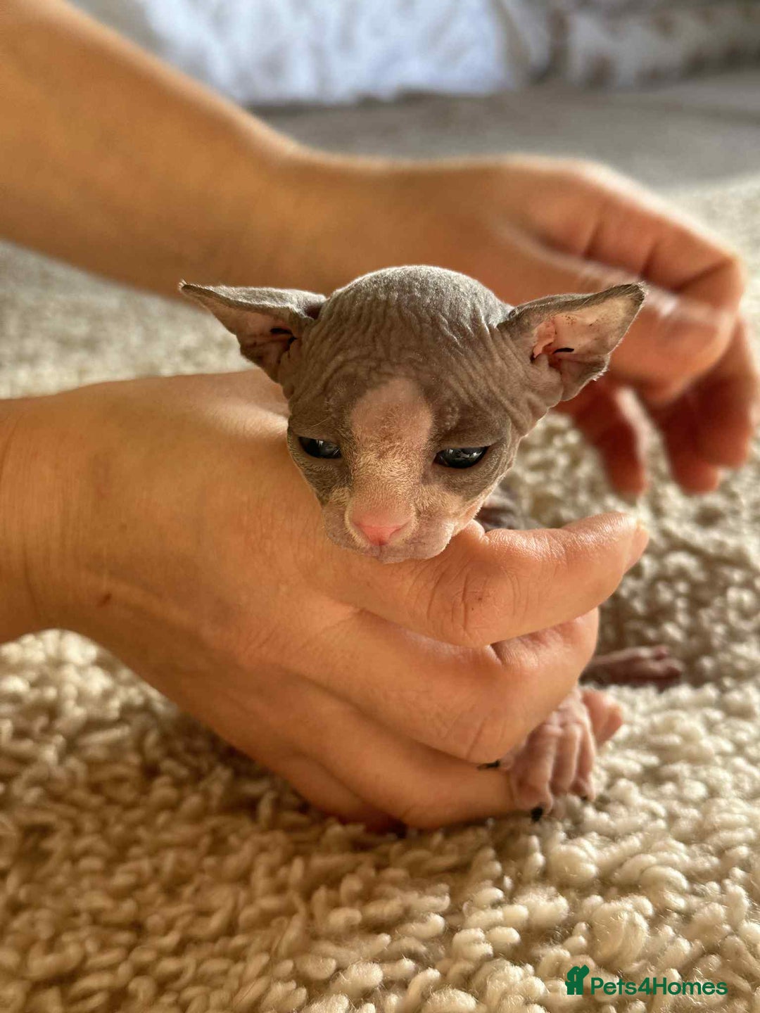 Sphynx cats for sale: Sphinx kittens 🩵❤️ - Advert 8