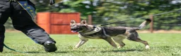 German Shepherd dogs for sale: Top Working Line KC GSD  - Advert 7