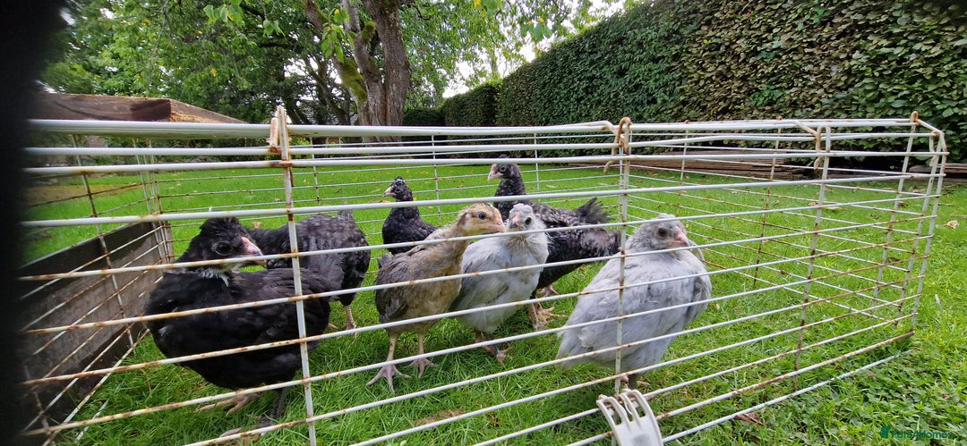 Chickens poultry for sale: Farmyard Mixed Chicks - Image 7
