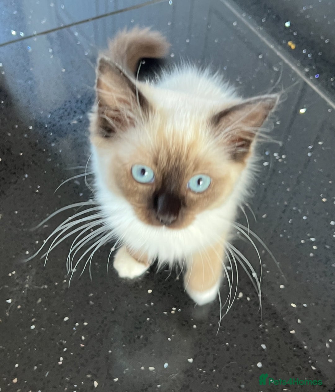 Ragdoll cats for sale: PRICE REDUCED! 1 beautiful girlie left - Image 22