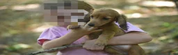 Miniature Dachshund dogs for sale: Fully vaccinated Kc reg last girl  - Advert 6