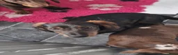 Miniature Dachshund dogs for sale: READY NOW Full Vaccination Dachshund Flufy & Smoth - Advert 1