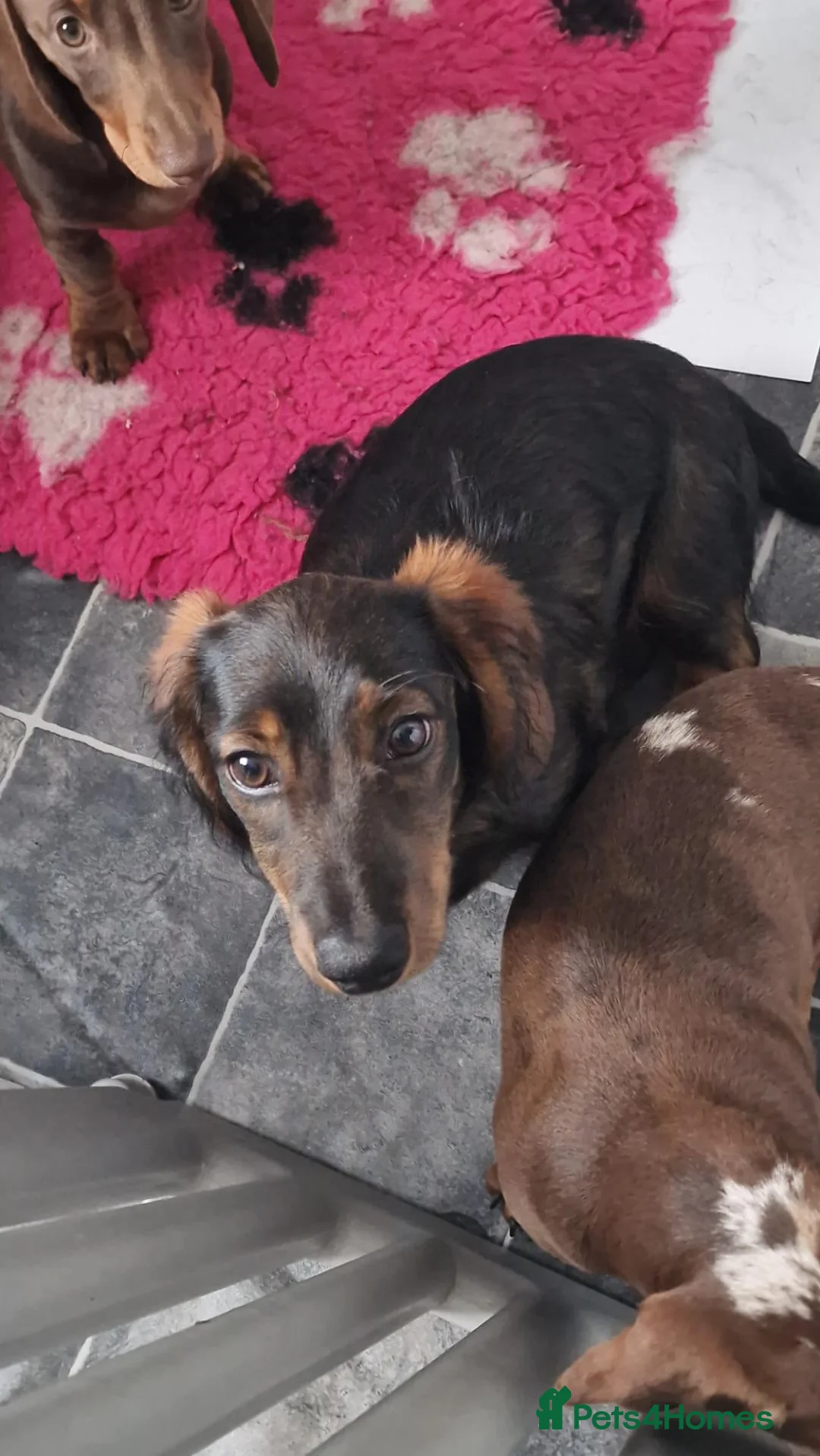 Miniature Dachshund dogs for sale: READY NOW Full Vaccination Dachshund Flufy & Smoth - Advert 1